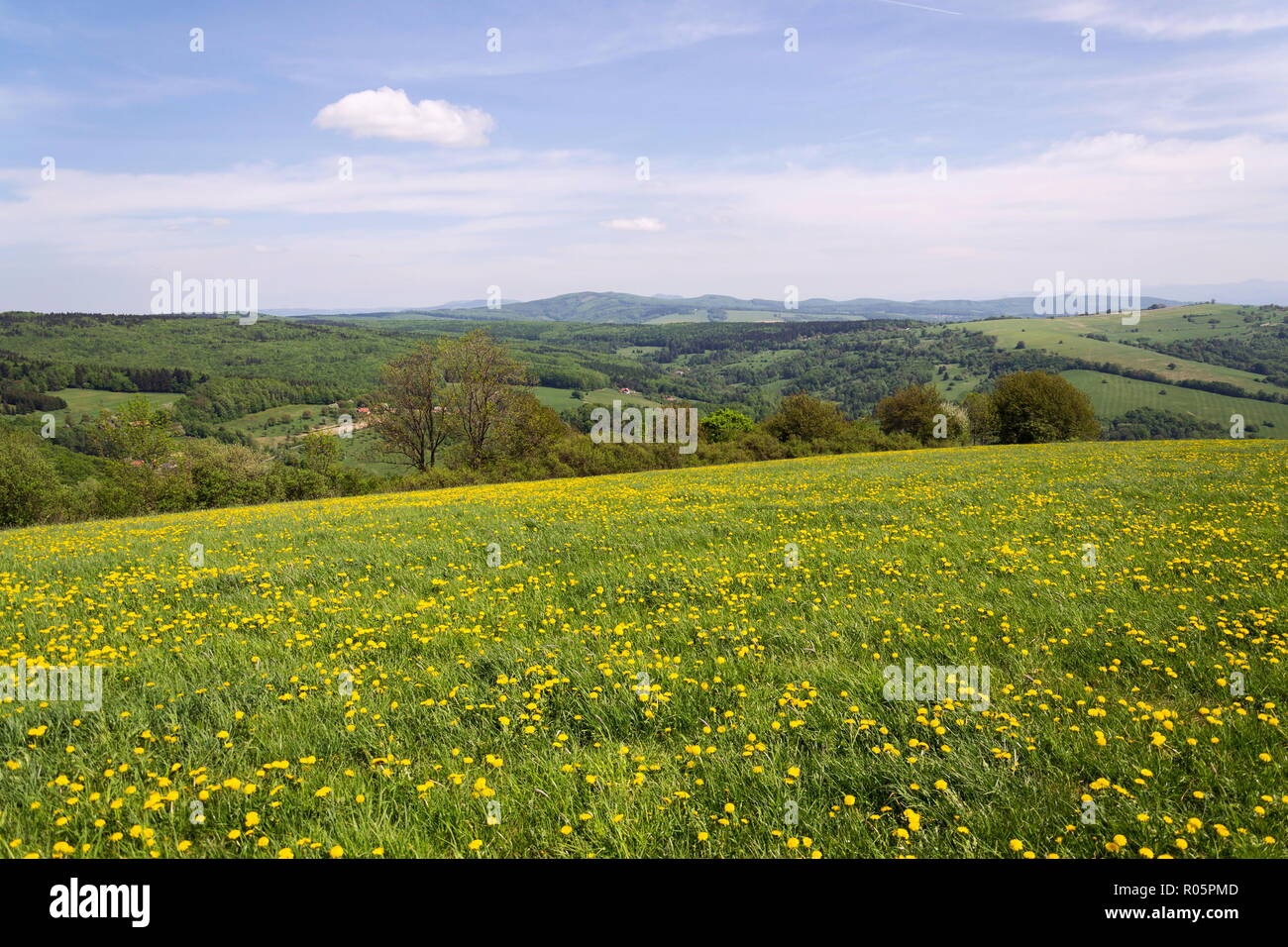 Bellissimo paesaggio estivo con la fioritura di tarassaco giallo, bianco Carpazi in background, Repubbliche Ceca e Slovacca, giornata di sole e cielo blu chiaro Foto Stock