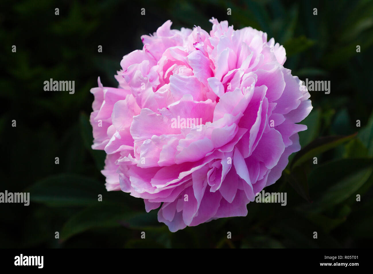 Close-up di una peonia rosa su sfondo scuro Foto Stock