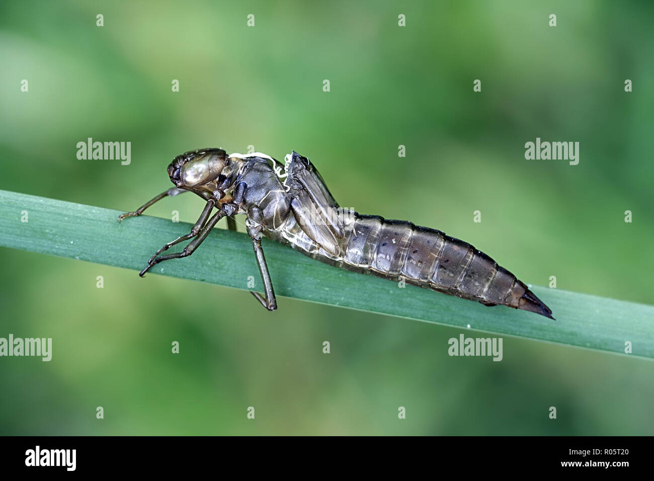 Pelle larvale, chiamato anche l'esuvia, di un hawkerdragonfly. Foto Stock