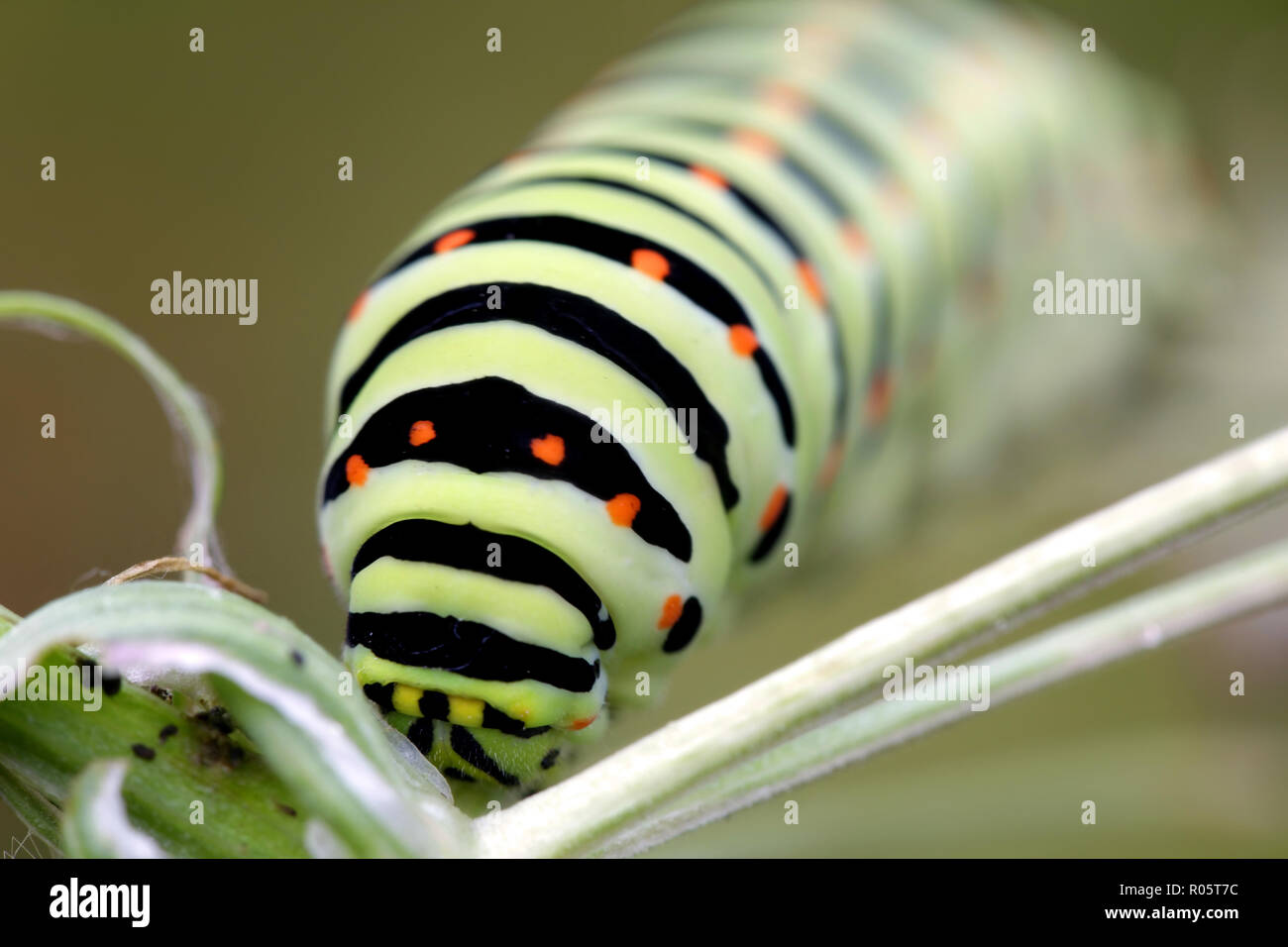 Caterpillar a coda di rondine Foto Stock