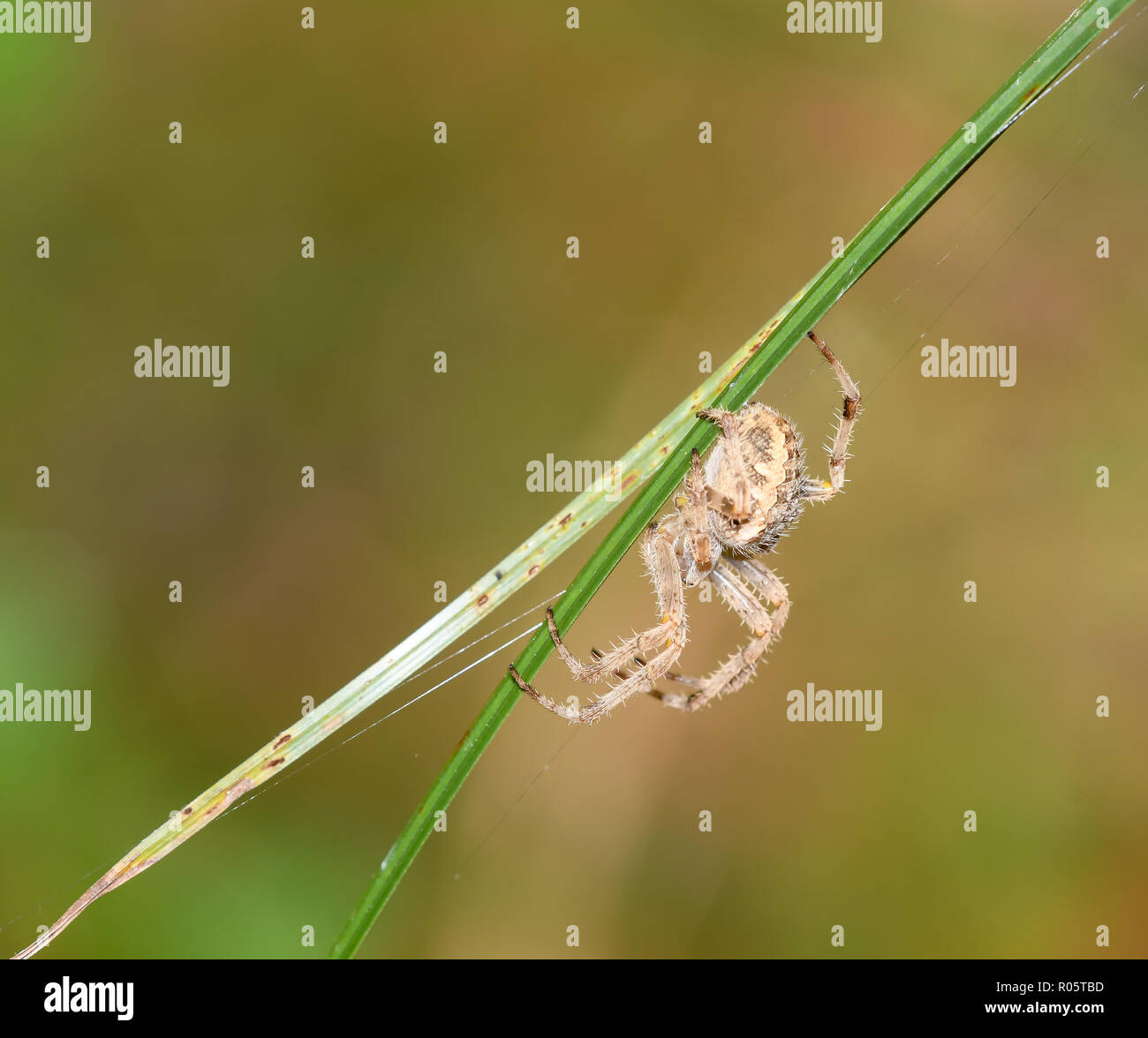 Croce spider in agguato Foto Stock