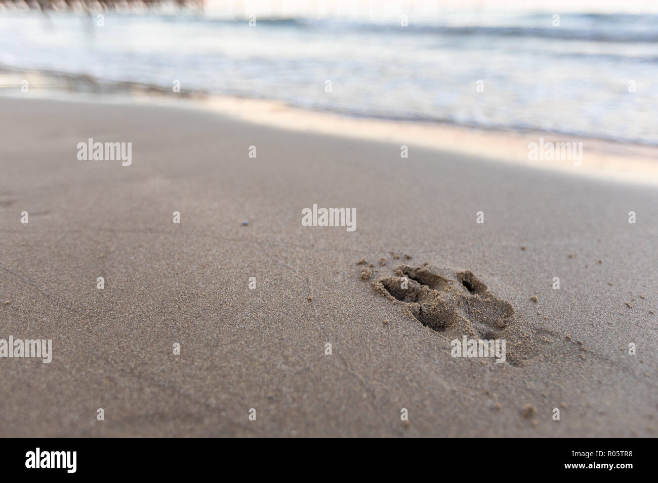 Wet cler sabbia sulla spiaggia con footprint di cani Foto Stock