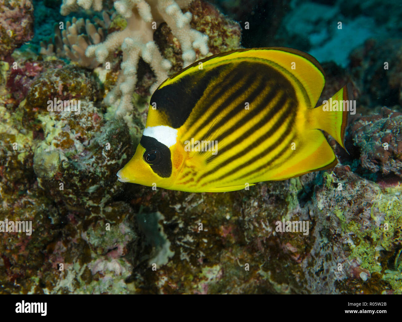 Mar Rosso raccoon butterflyfish, Chaetodon fasciatus, Hamata, Egitto, Mar Rosso Foto Stock