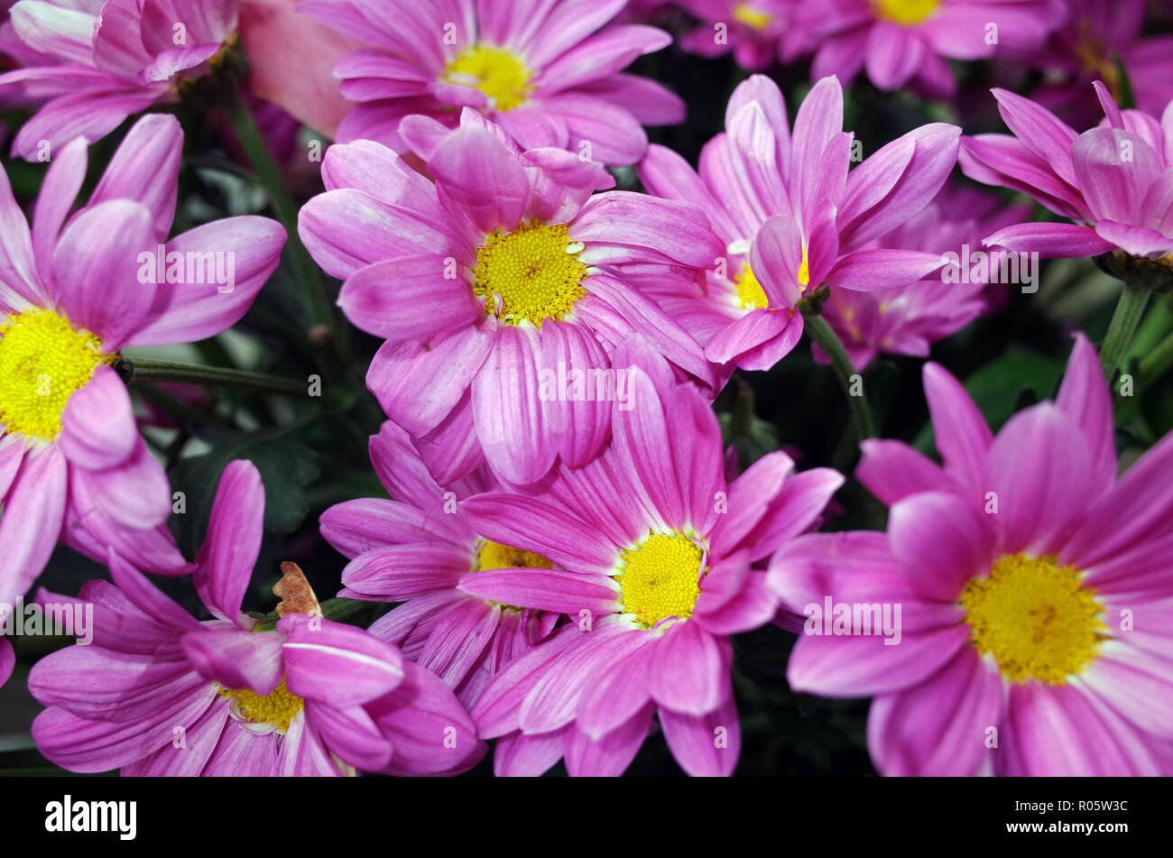 Pink daisy close-up Foto Stock