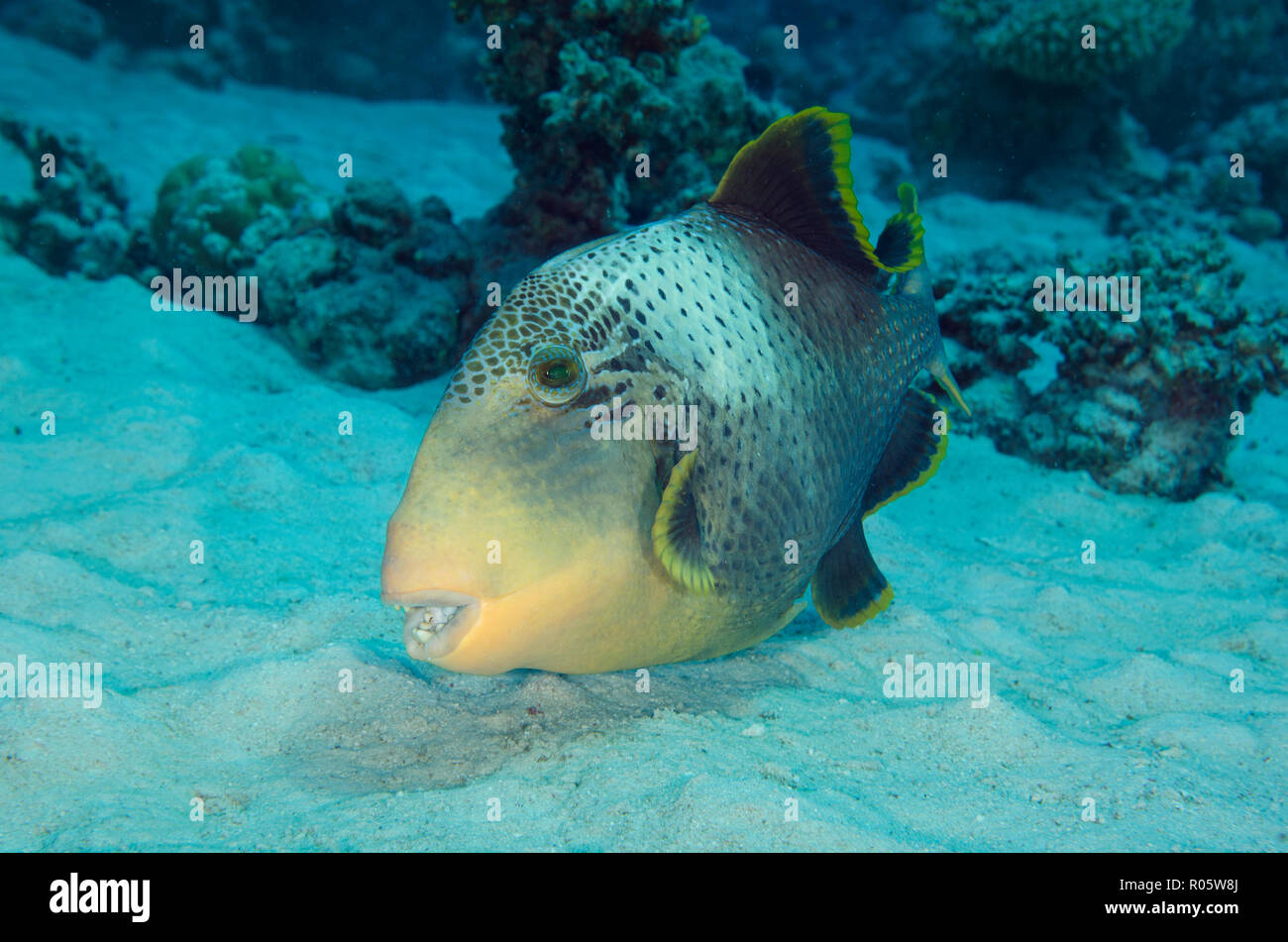 Yellowmargin pesci balestra, Pseudobalistes flavimarginatus, rovistando nel fondale sabbioso, Hamata, Egitto Foto Stock