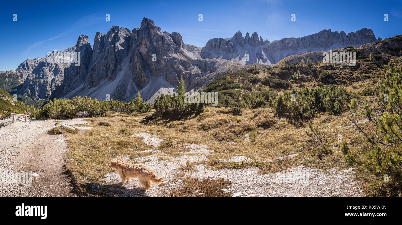 In attesa del cane per i proprietari mentre stanno facendo una passeggiata in montagna, con un meraviglioso paesaggio dolomitico in background, Alto Adige, Italia Foto Stock