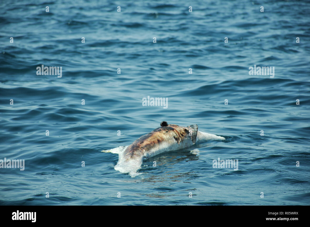 Morto un delfino è alla deriva nel mare di Cortez, Baja California. Pescatore o predator potrebbe aver causato questo. Foto Stock