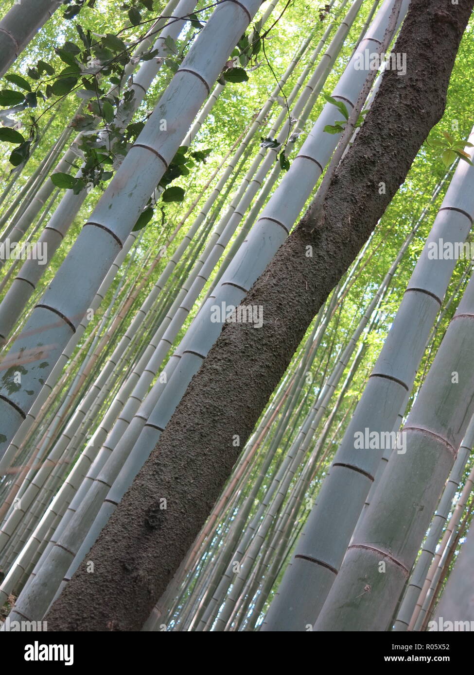 Close-up foto di tronchi di albero presa sulla diagonale, in Arashiyama Boschetto di bambù / Sagano Foresta di Bamboo, Kyoto, Giappone Foto Stock