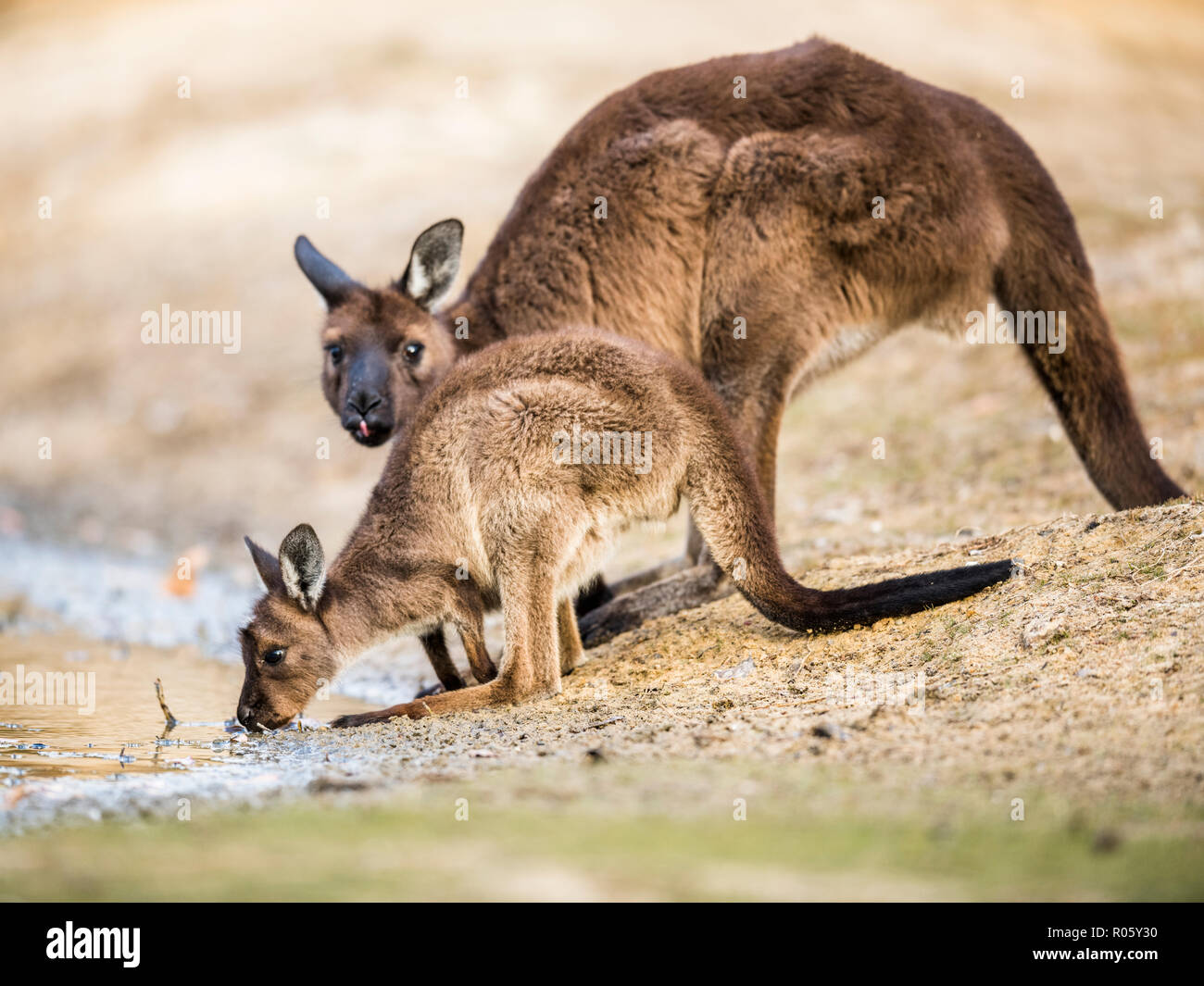 Grigio occidentale Canguro (Macropus fuliginosus), bere a waterhole, giovani con la madre, South Australia, Australia Foto Stock