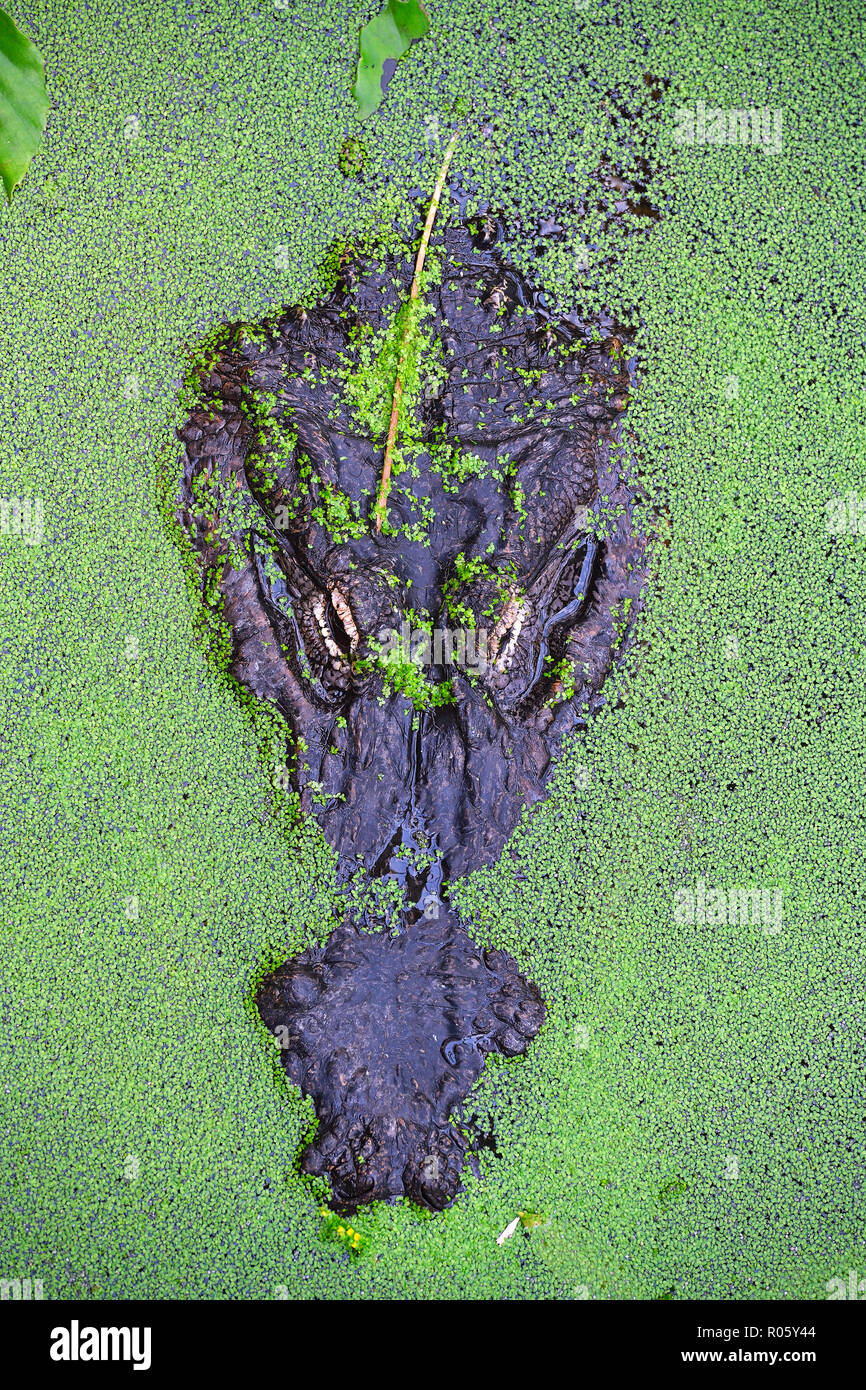 Il coccodrillo americano (Alligator mississippiensis), captive, il verificarsi del Nord America, Germania Foto Stock