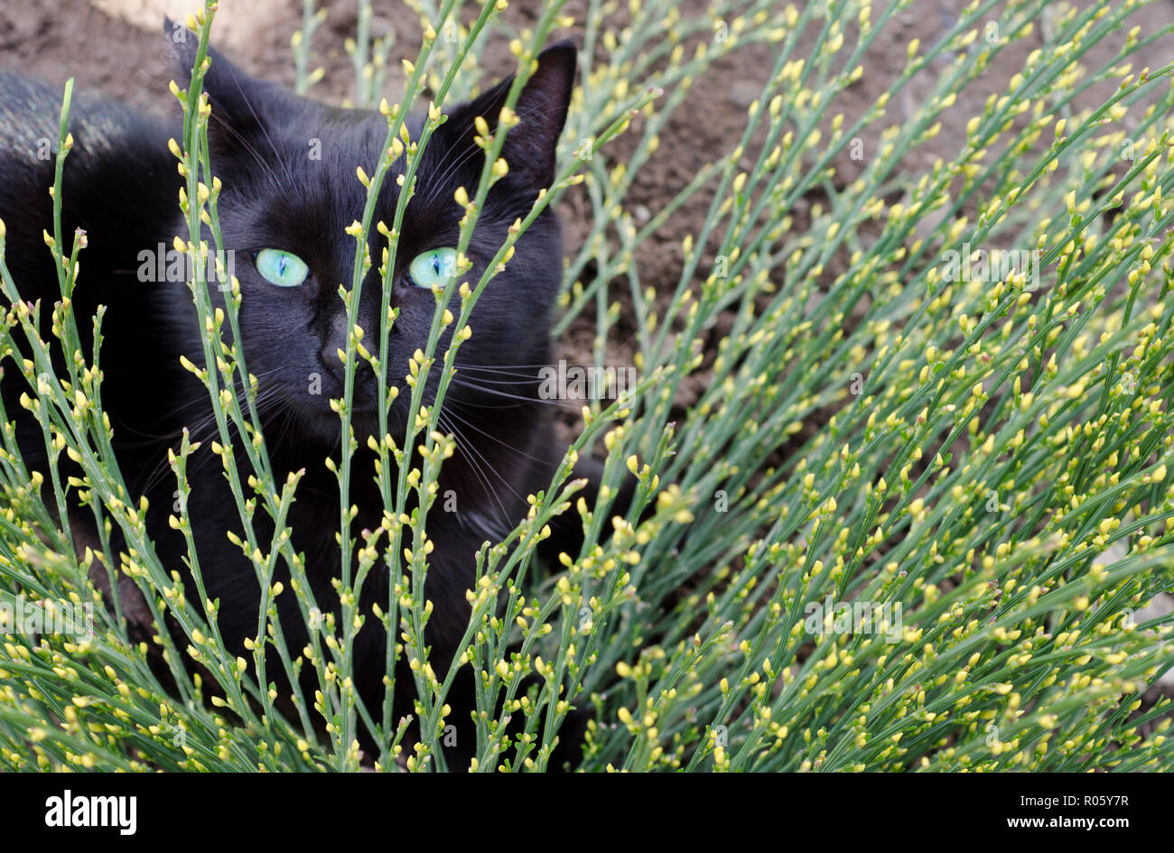 Un gatto nero che spuntavano da dietro una pianta flowering. Foto Stock