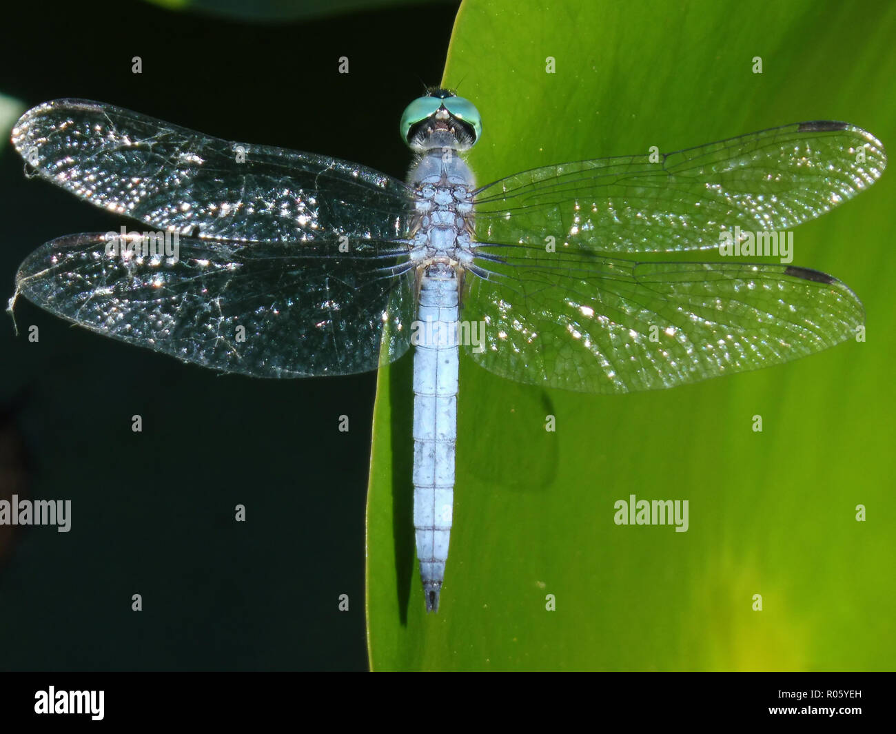 libellula Foto Stock