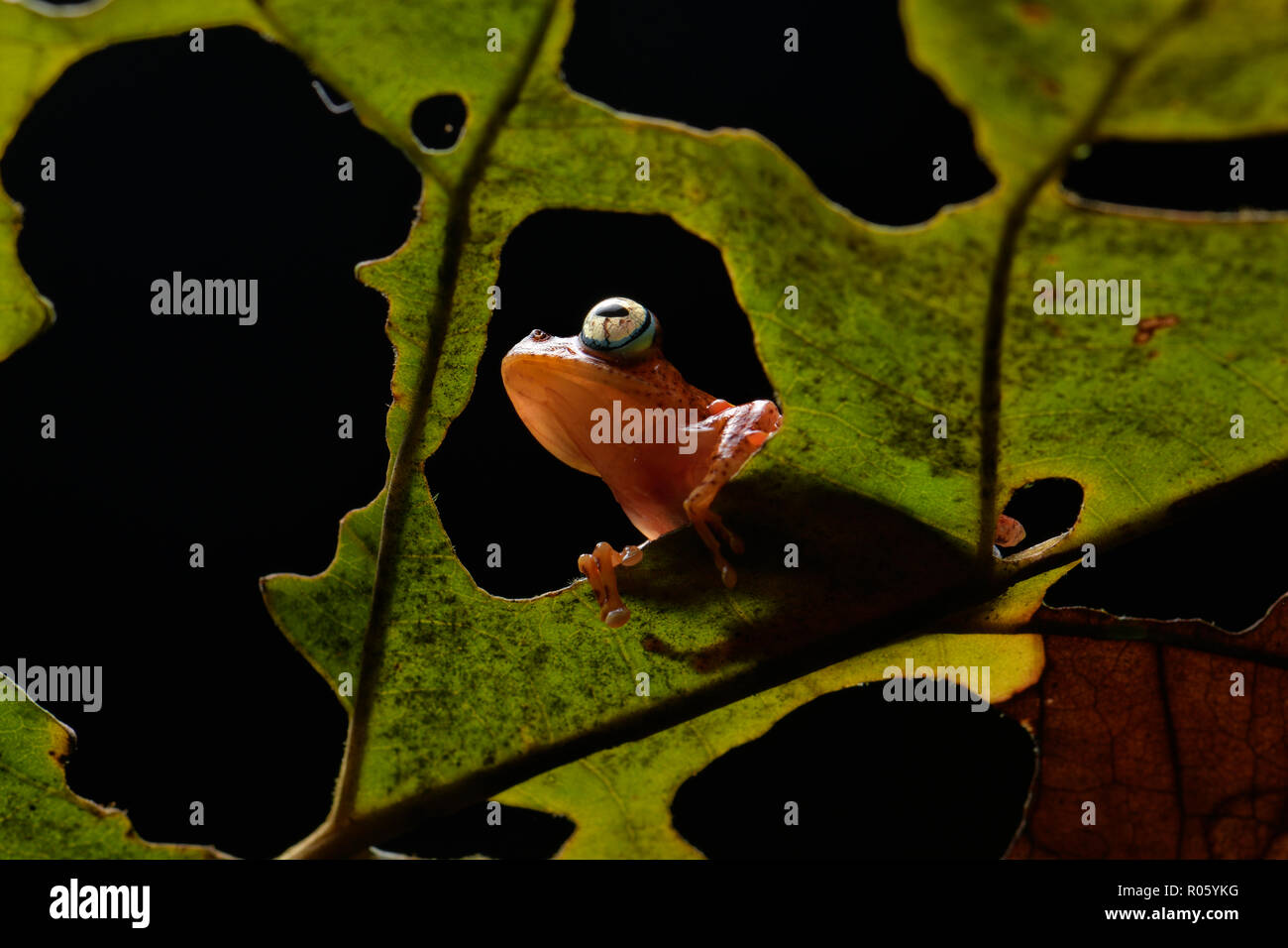 Frog (Boophis Pirro) sulla foglia, Andasibe National Park, ad est del Madagascar, Madagascar Foto Stock