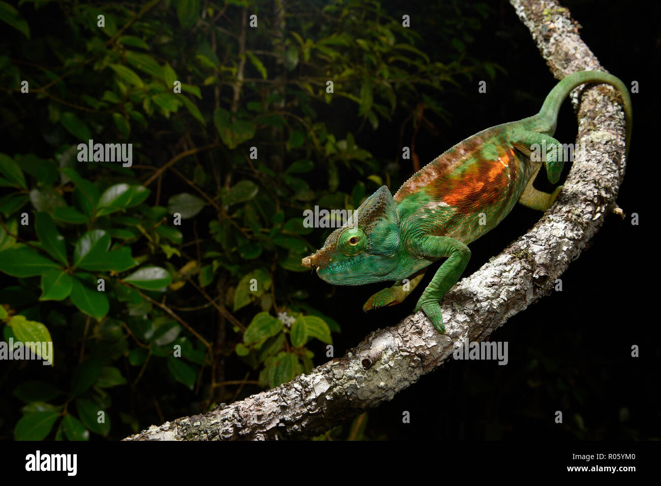 Chameleon (Calumma parsonii cristifer) nelle foreste pluviali di Andasibe, ad est del Madagascar, Madagascar Foto Stock