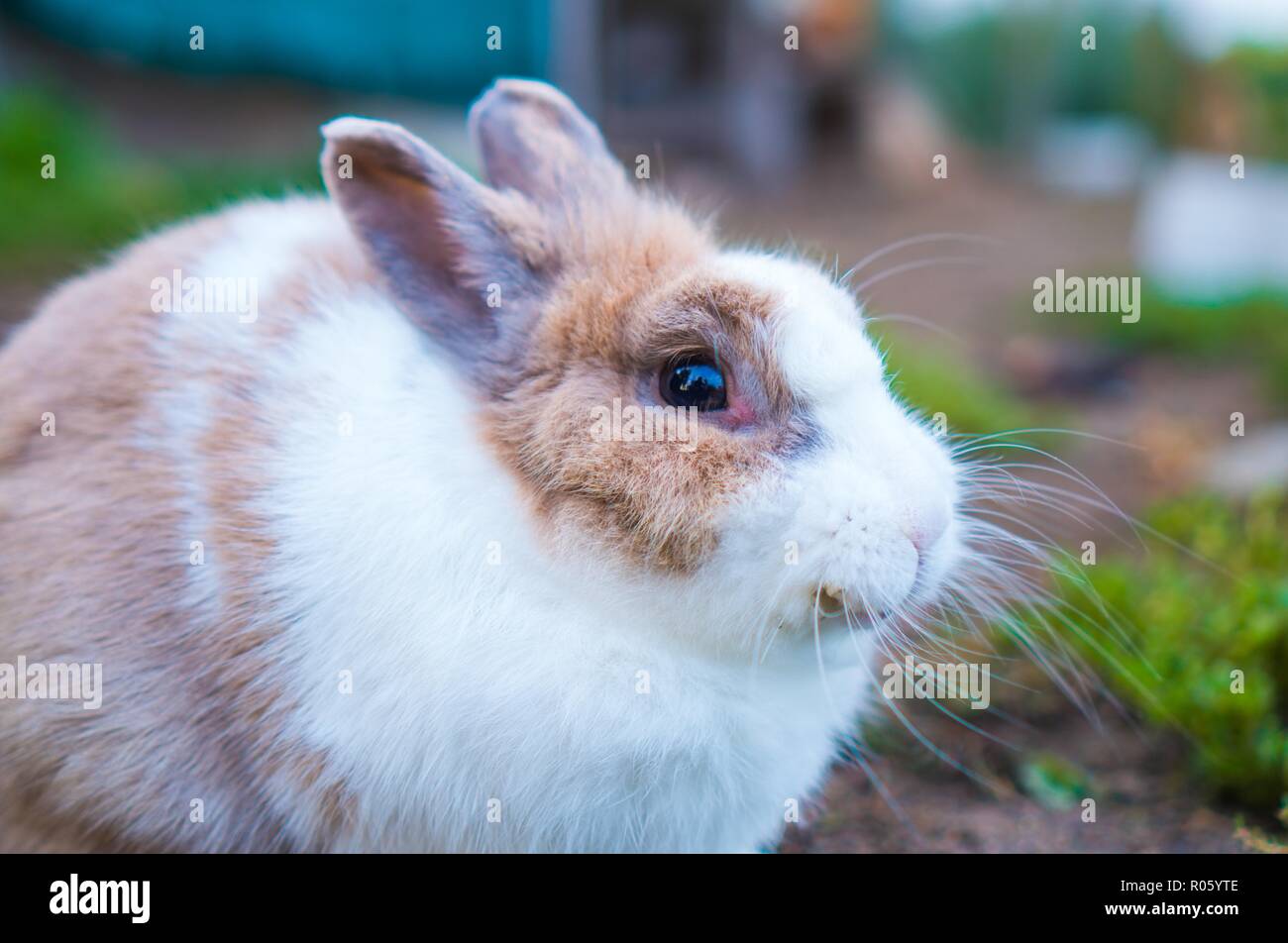 Un bianco di coniglio pelose si appoggia all'aperto Foto Stock