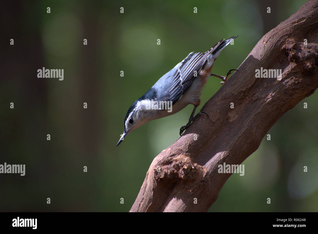 Bianco-breasted picchio muratore (Sitta carolinensis) Camminare intenzionalmente giù un vitigno moscato nella foresta, Foto Stock