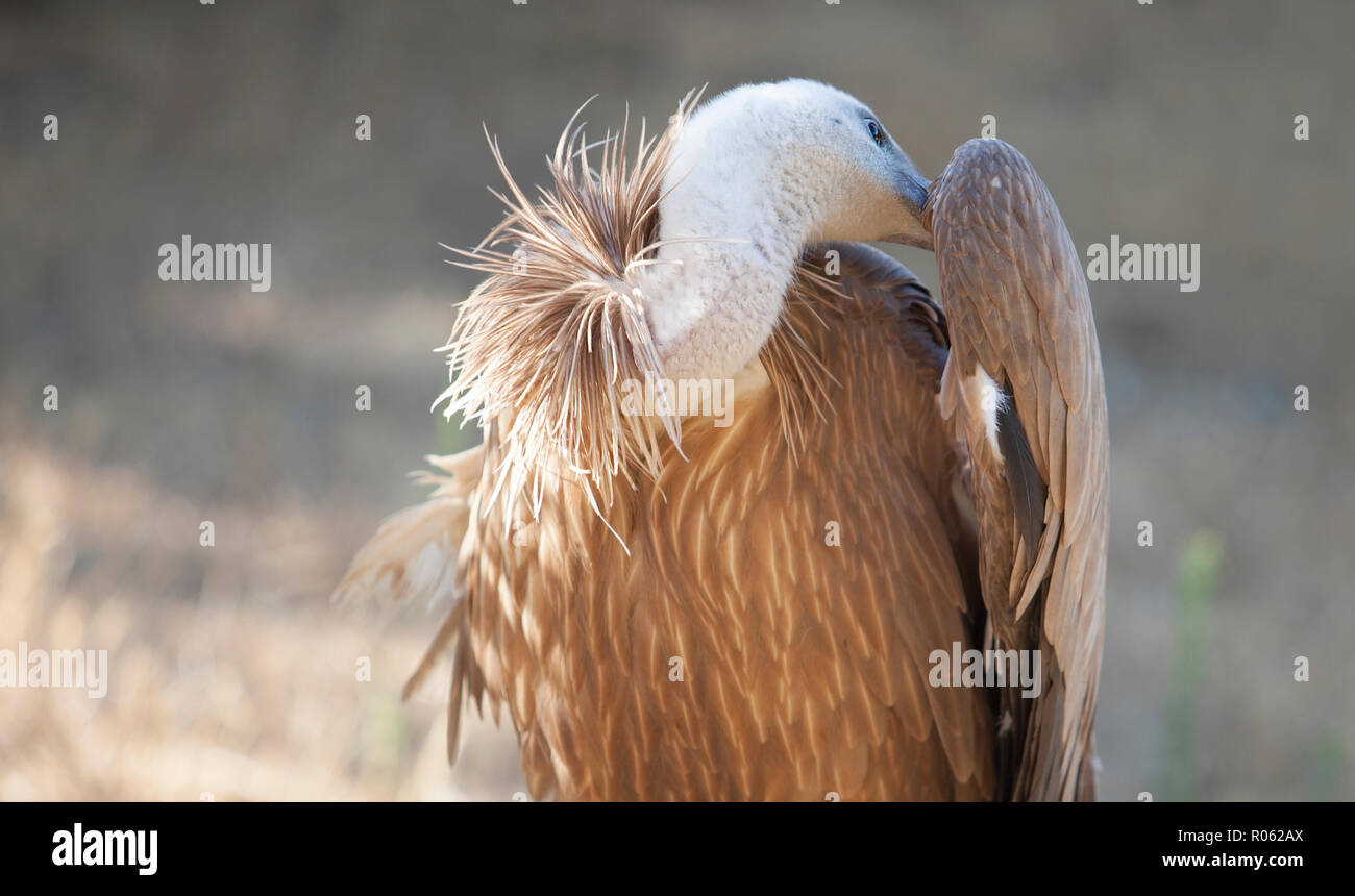 Avvoltoio o Gyps fulvus arroccato, Estremadura, Spagna. L'animale pulisce le sue piume Foto Stock