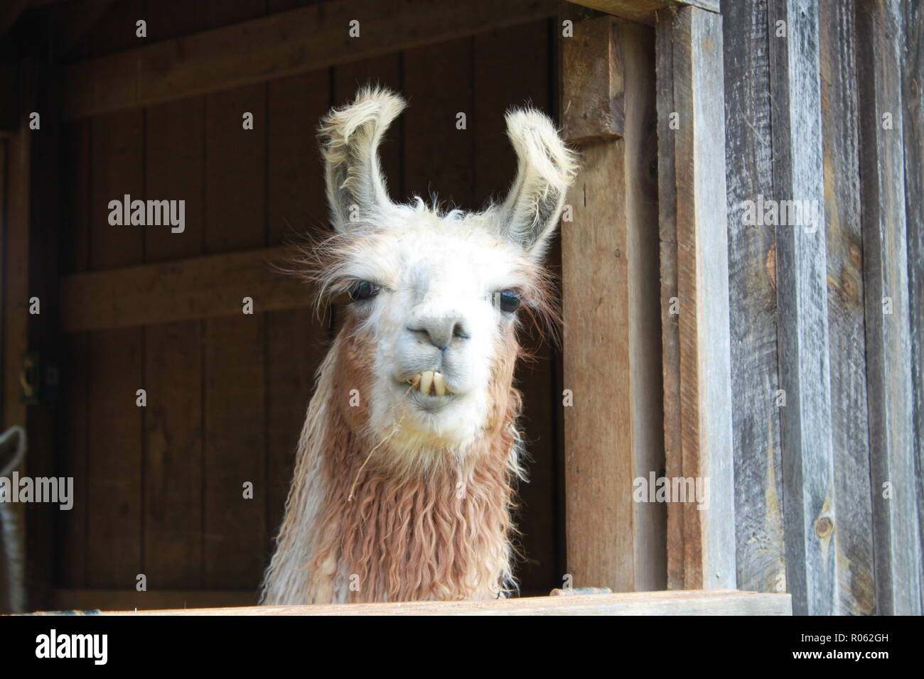 Llama guardando fuori della stalla al divin Llama Vigneti Cantina Foto Stock