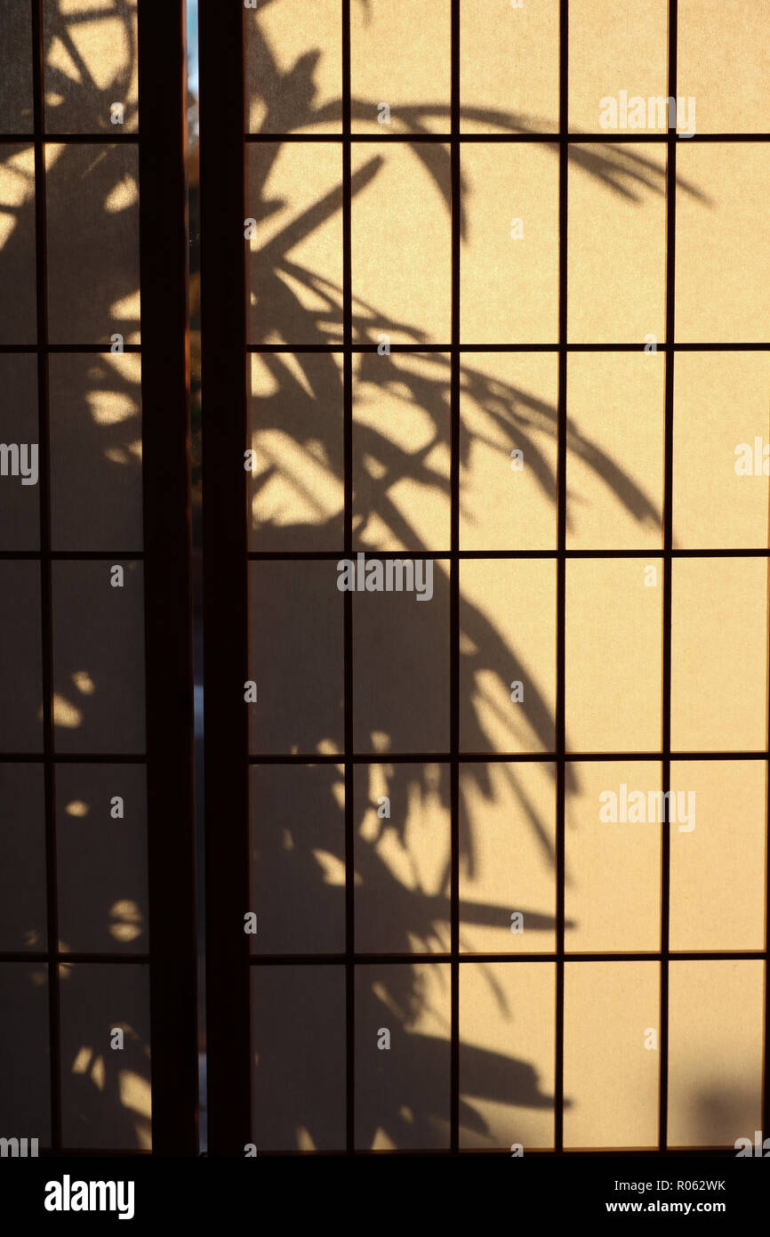 Signora palm (Rhapis) stagliano su un riso giapponese o carta shoji schermo utilizzato per la privacy o divisore di camera che permette di diffondere la luce in camera. Foto Stock