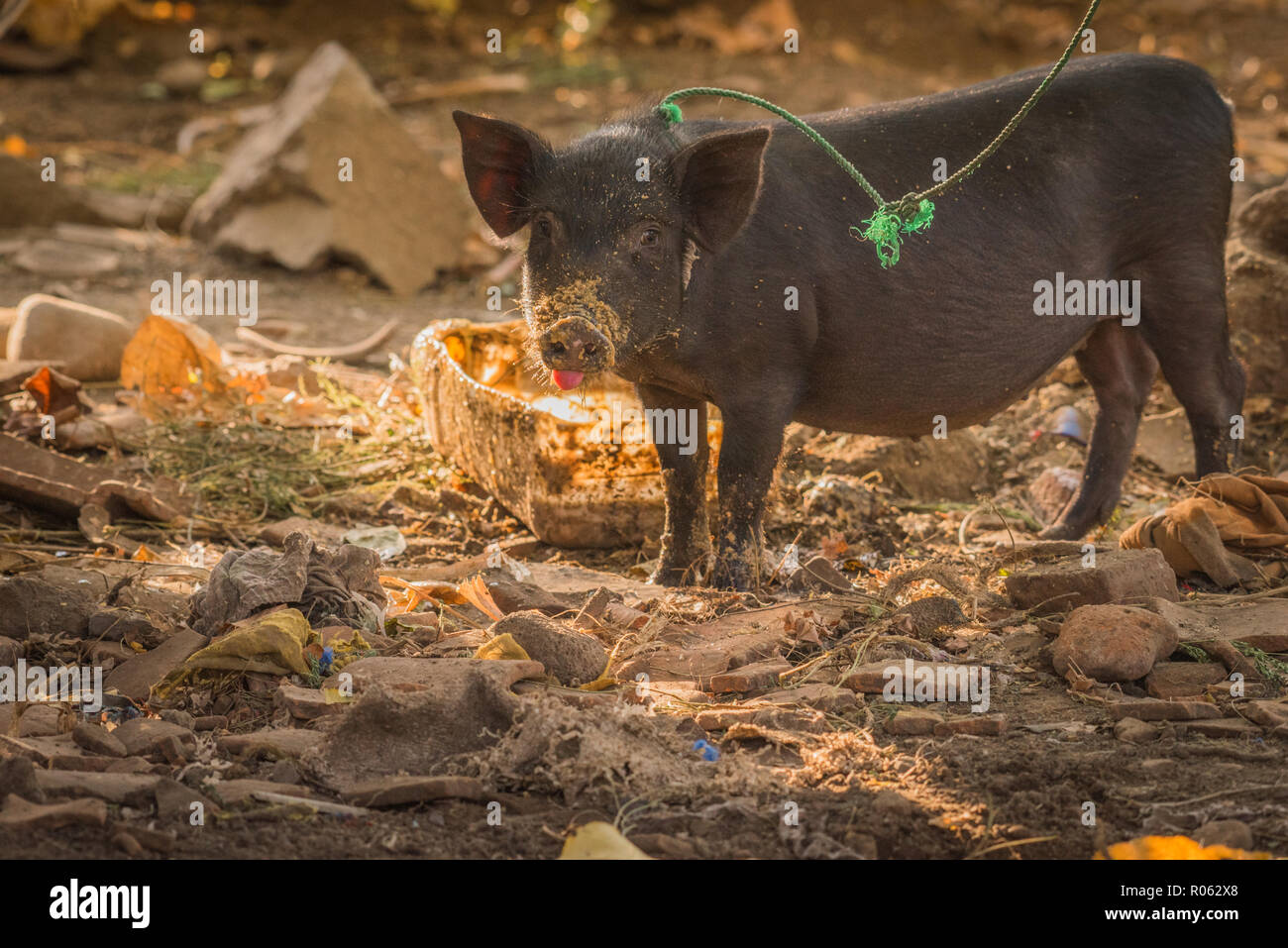 Carino piglet porridge di mangiare per colazione guardando in alto con la lingua fuori Foto Stock