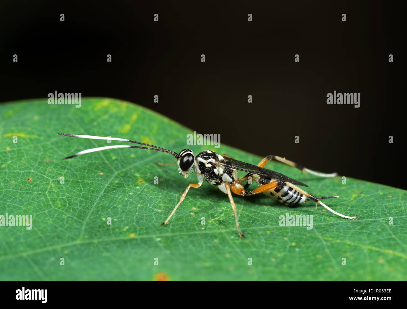 La fotografia macro di Ichneumon Wasp di bianco e nero con antenne su foglia verde Foto Stock