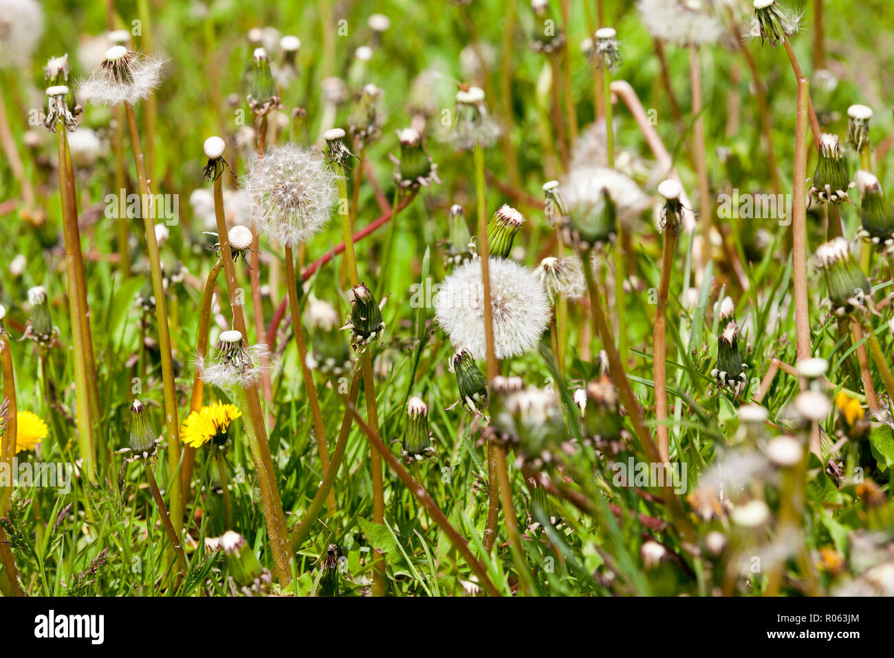Prato con il tarassaco giallo e bianco palle di tarassaco, molla foto Foto Stock