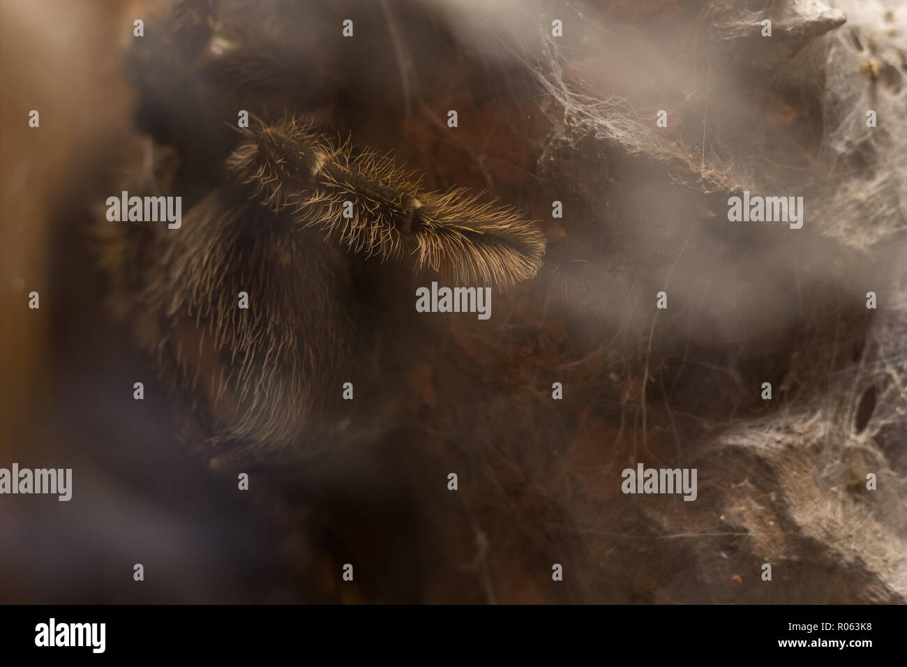 In prossimità di grandi spider parte che mostra la texture Foto Stock