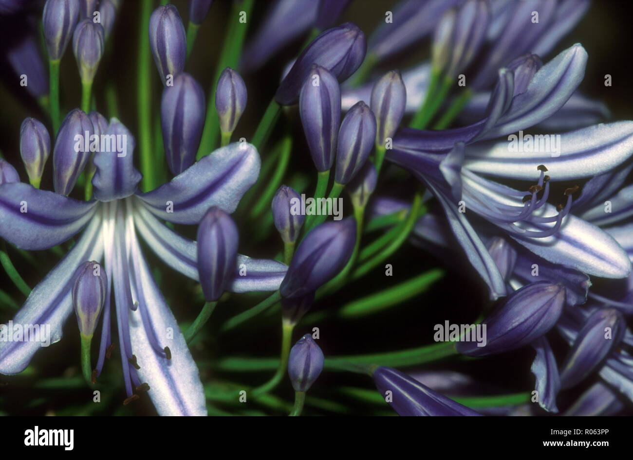 Close-up di un Agapanthus flower Foto Stock