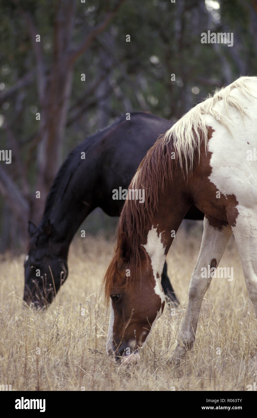 Due cavalli al pascolo in un campo nelle zone rurali del Nuovo Galles del Sud, Australia Foto Stock