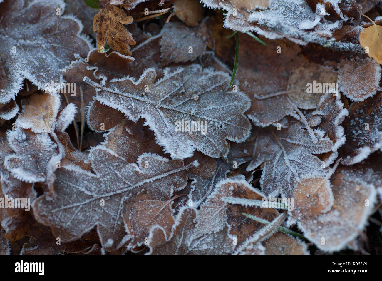 Rovere, Ek (Quercus robur) Foto Stock