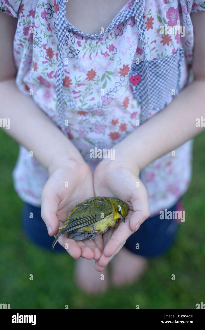 Un giovane bambino caucasico tenendo un piccolo uccello morto nelle sue mani a tazza. L'immagine verticale è un colore pieno macro close up. Foto Stock