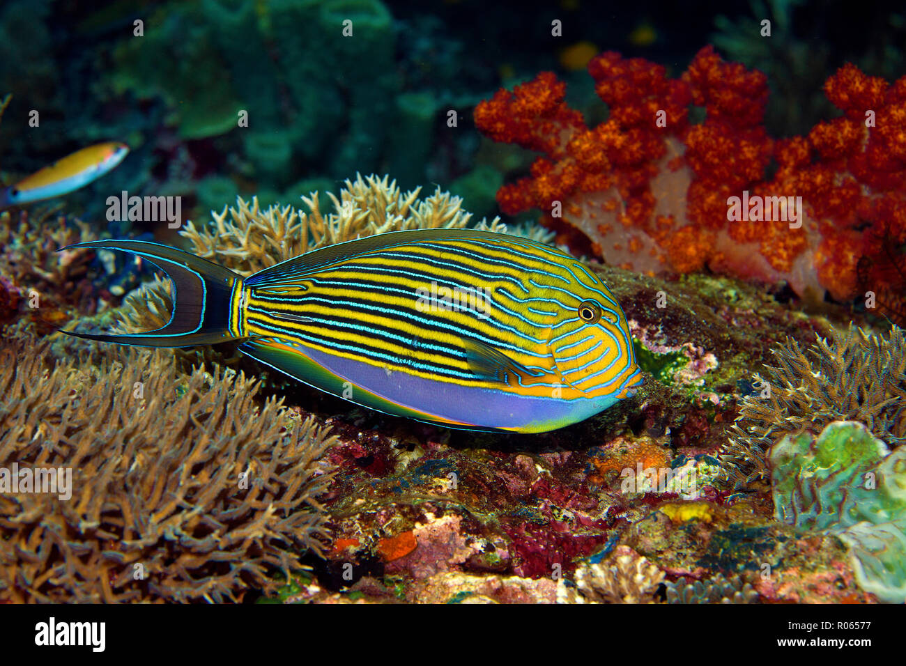 Blue-rigato surgeonfish (Acanthurus lineatus) in corrispondenza di una scogliera di corallo di Isola di Bali, Indonesia Foto Stock