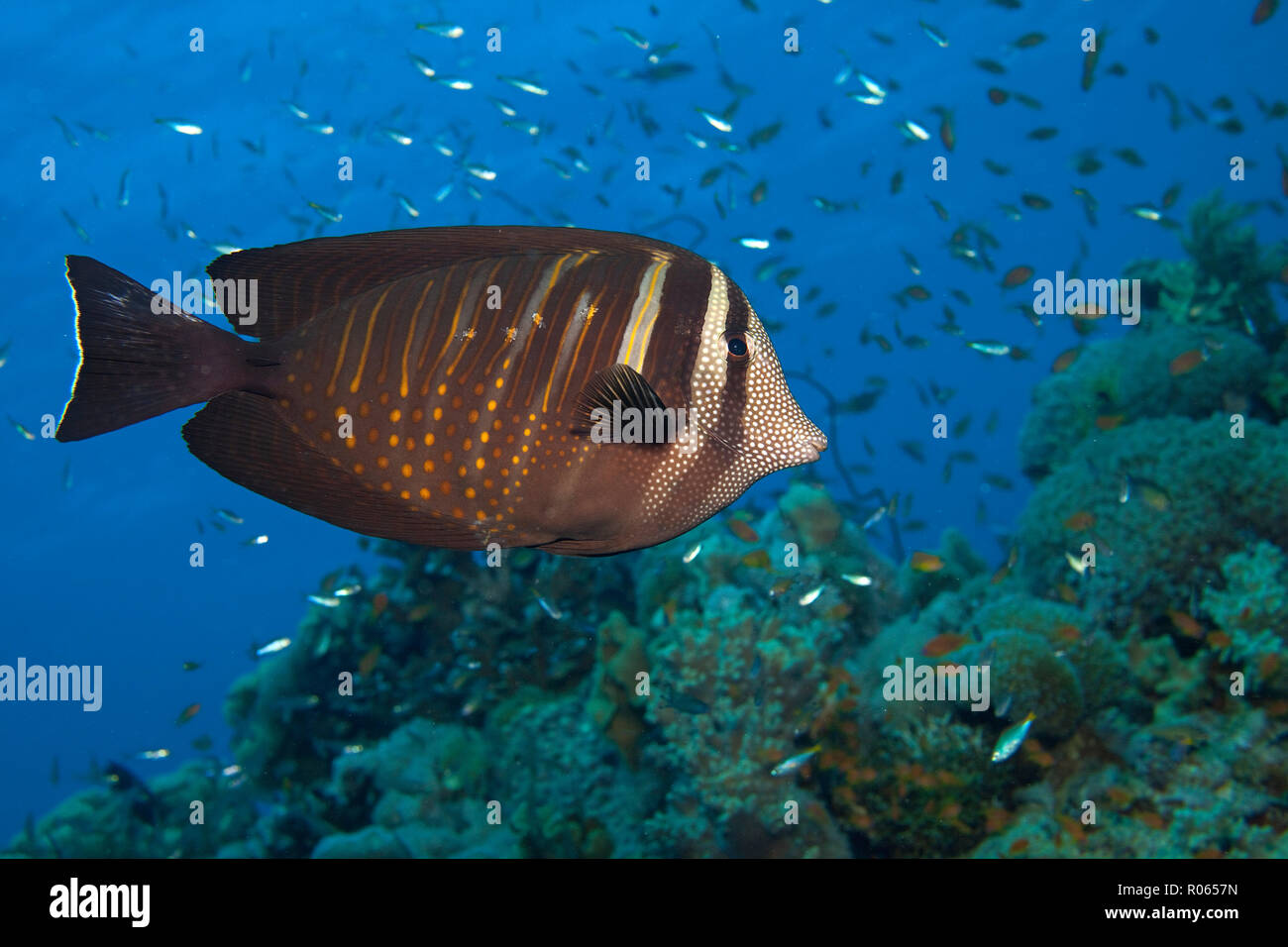 Vela indiano-fin surgeonfish (Zebrasoma desjardinii) in corrispondenza di una barriera corallina, Sharm el Sheikh, Sinai, Egitto Foto Stock