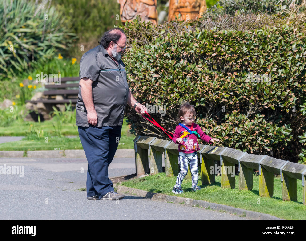 Persone di mezza età o senior uomo, potrebbe essere un nonno, tenendo un bambino per una passeggiata a piedi indossando redini, in un parco nel Regno Unito. Foto Stock