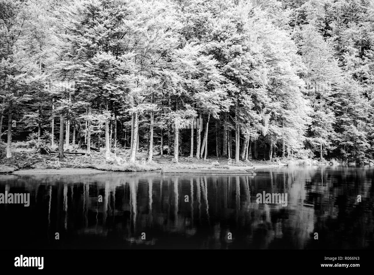 Bellissimi alberi, lago di riflessione, tranquilla natura. La foresta e la montagna pass, uno scenario rilassante. Natura artistica sfondo, alberi e vista lago Foto Stock