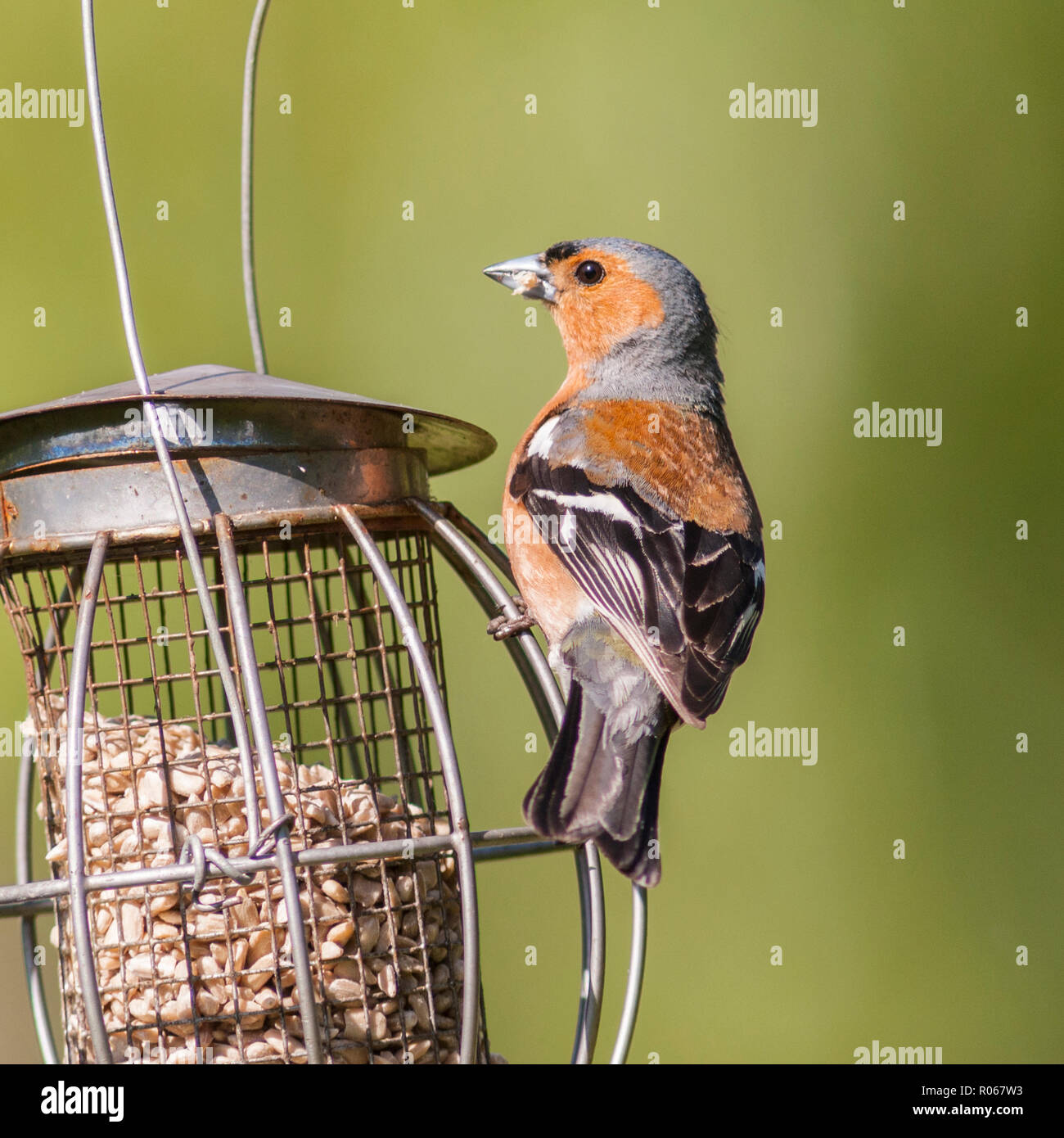 Un maschio (fringuello Fringilla coelebs) in un giardino di Norfolk Foto Stock