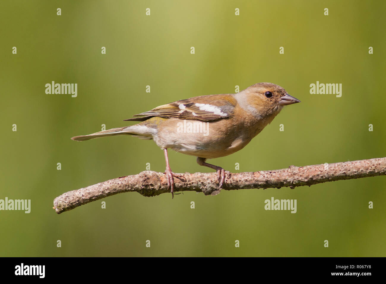 Una femmina (fringuello Fringilla coelebs) in un giardino di Norfolk Foto Stock
