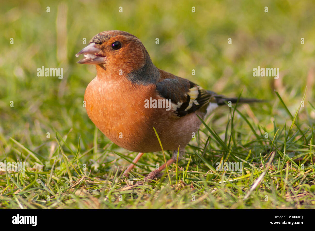Un maschio (fringuello Fringilla coelebs) in un giardino di Norfolk Foto Stock