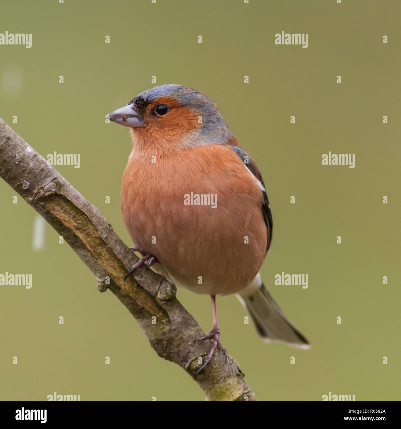 Un maschio (fringuello Fringilla coelebs) in un giardino di Norfolk Foto Stock