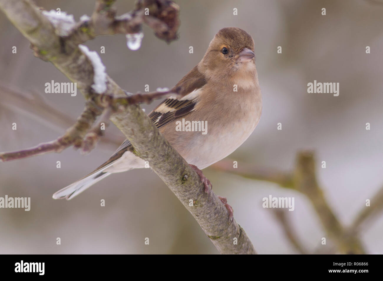 Una femmina (fringuello Fringilla coelebs) in un giardino di Norfolk Foto Stock