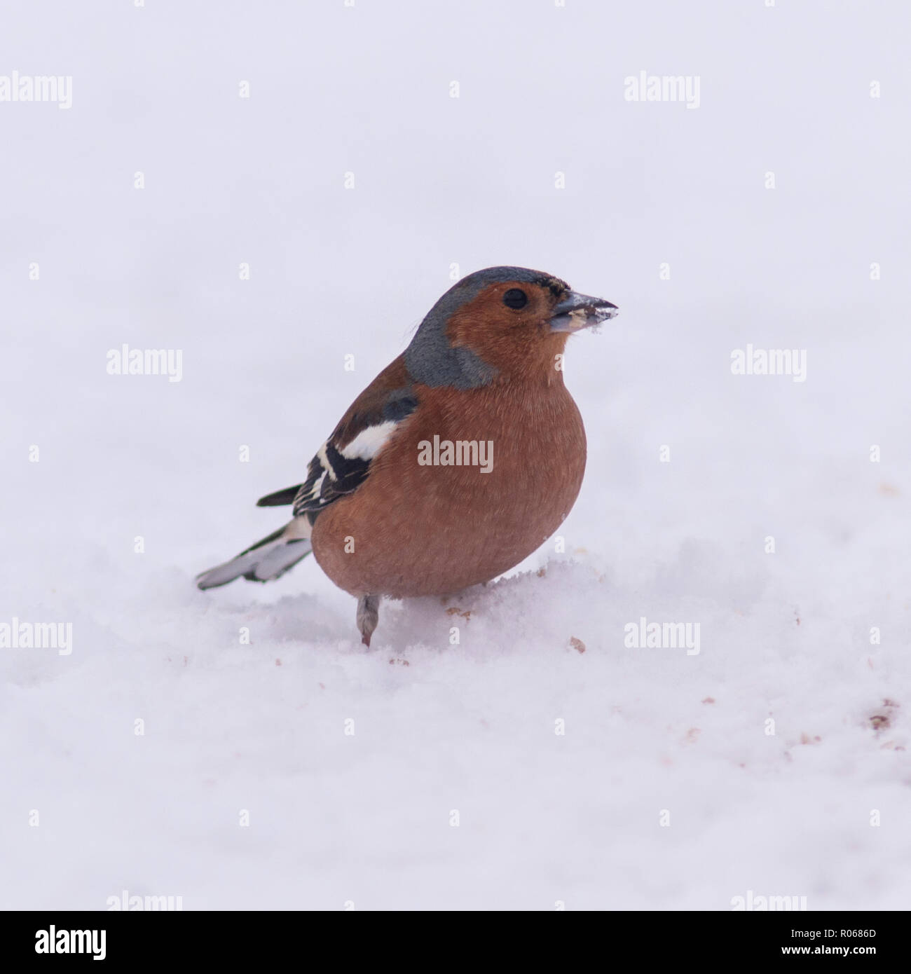 Un maschio (fringuello Fringilla coelebs) alimentazione in condizioni di congelamento in un giardino di Norfolk Foto Stock