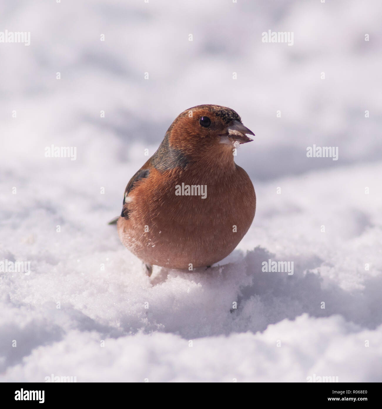 Un maschio (fringuello Fringilla coelebs) alimentazione in condizioni di congelamento in un giardino di Norfolk Foto Stock