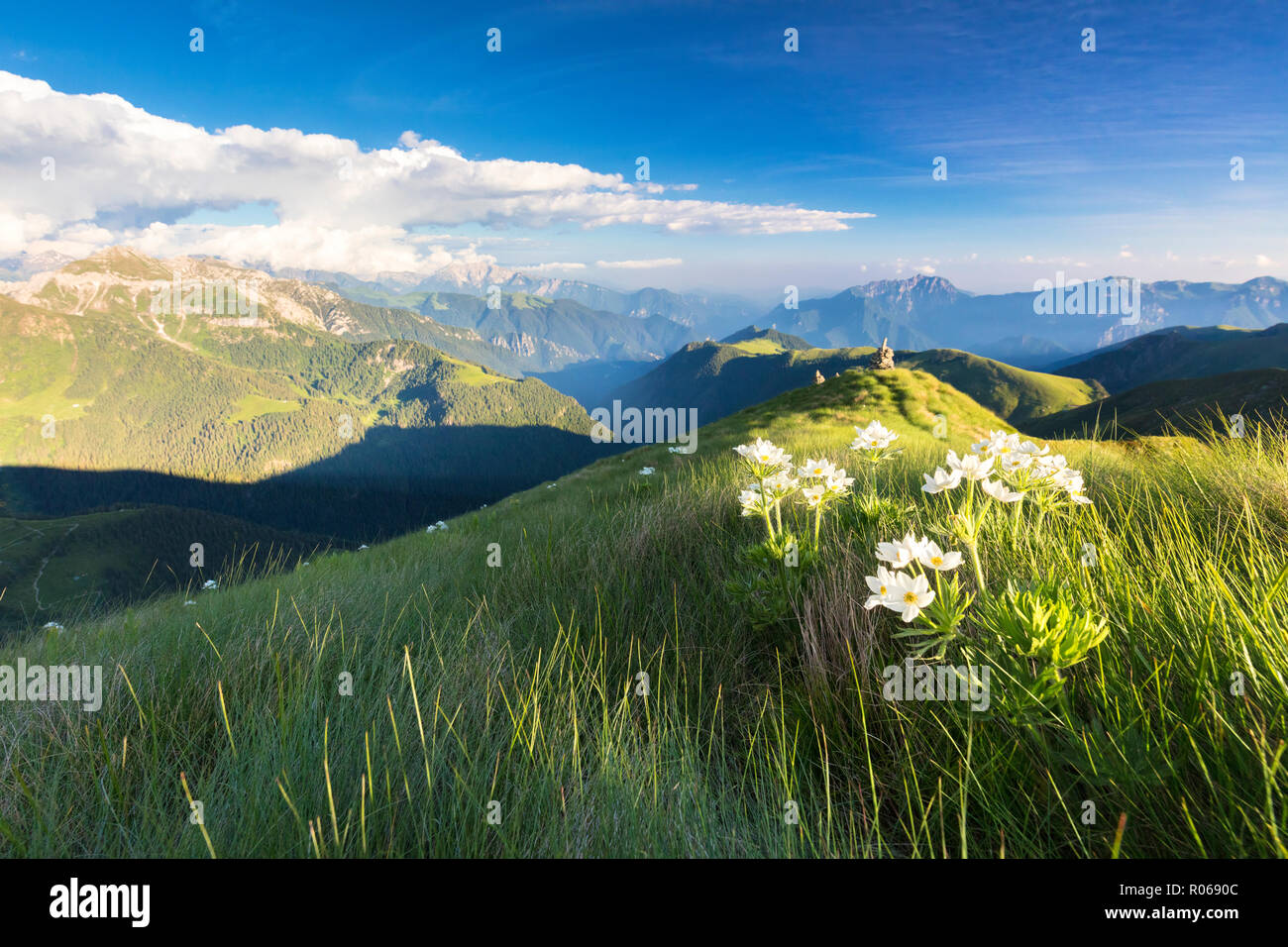 Fiori Selvatici sulla cresta verso il Monte Azzarini con Orobie Bergamasche in background, Passo San Marco, Lombardia, Italia, Europa Foto Stock
