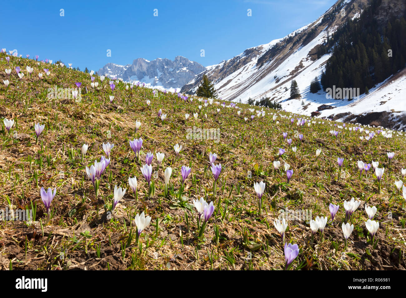 Crocus fioritura, Partnun, Prattigau, Davos, Canton Grigioni, Svizzera, Europa Foto Stock