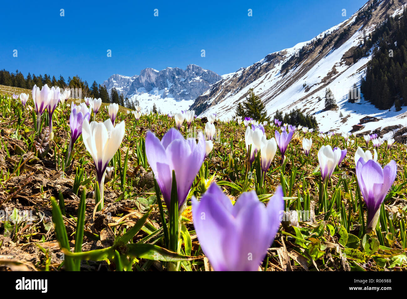 Close-up di fiori di crocus in fiore, Partnun, Prattigau, Davos, Canton Grigioni, Svizzera, Europa Foto Stock