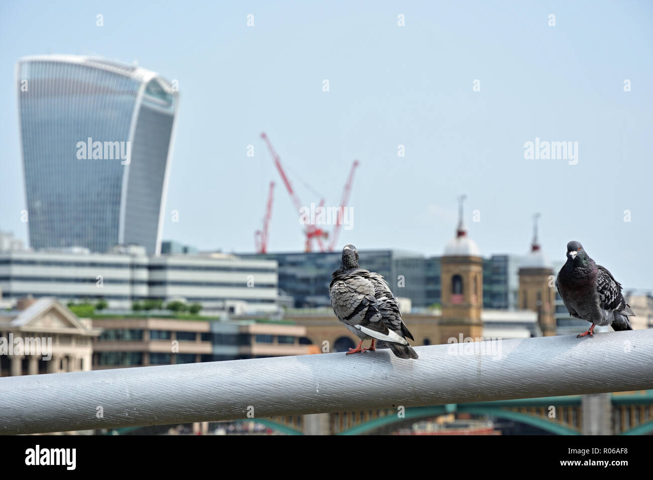 Due piccioni guardando uno dei skycrapers nella città di Londra Foto Stock