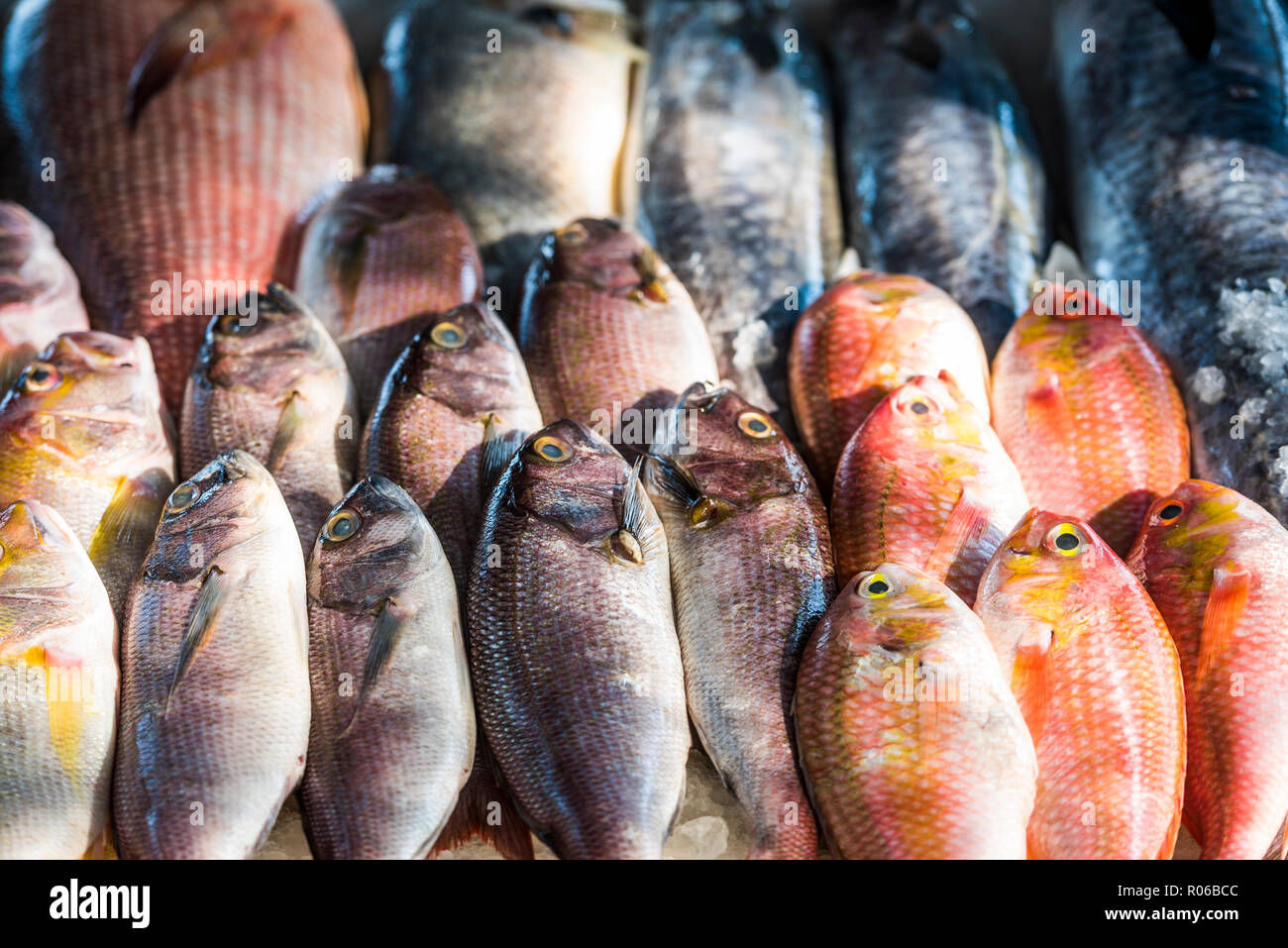 Il pesce per la vendita in un mercato alimentare di Fort Kochi (Cochin), Kerala, India, Asia Foto Stock