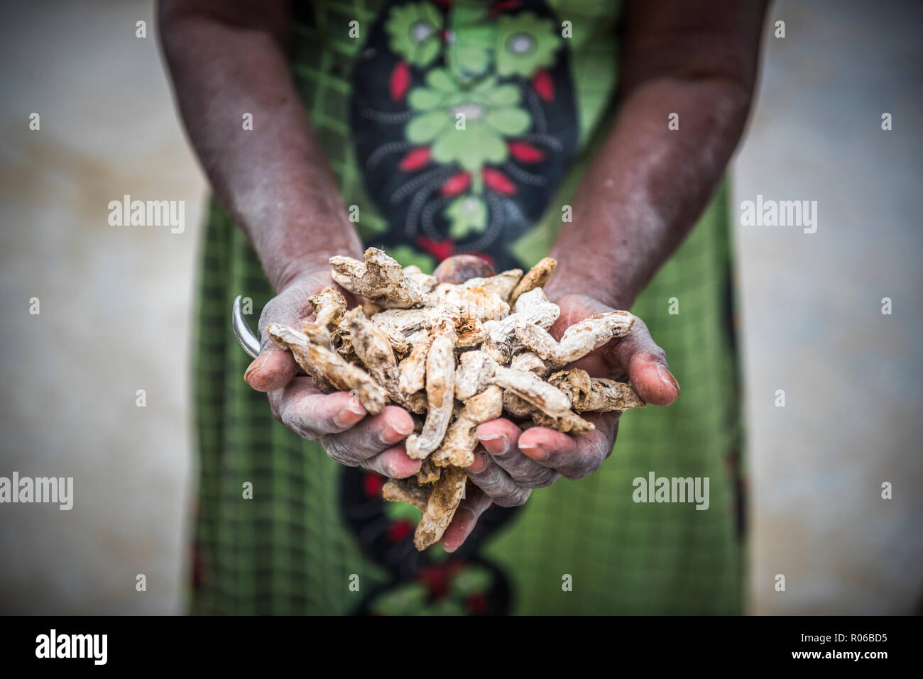 Ordinamento lo zenzero in un mercato di Fort Kochi (Cochin), Kerala, India, Asia Foto Stock