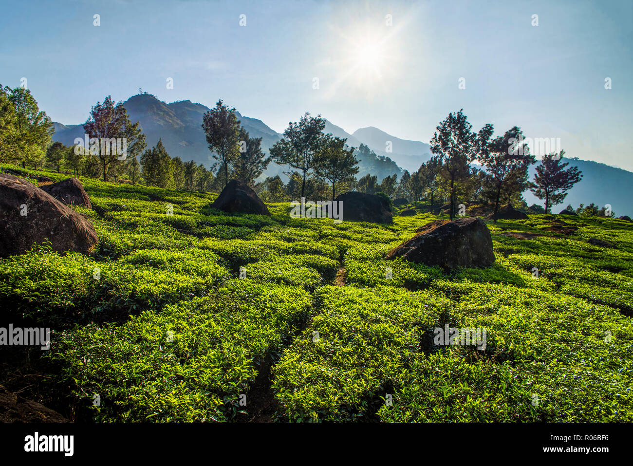 Le piantagioni di tè paesaggio vicino a Munnar in i Ghati Occidentali montagne, Kerala, India, Asia Foto Stock