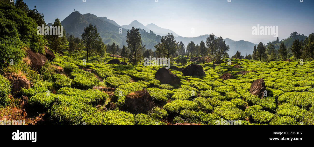Le piantagioni di tè, Munnar, i Ghati Occidentali montagne, Kerala, India, Asia Foto Stock